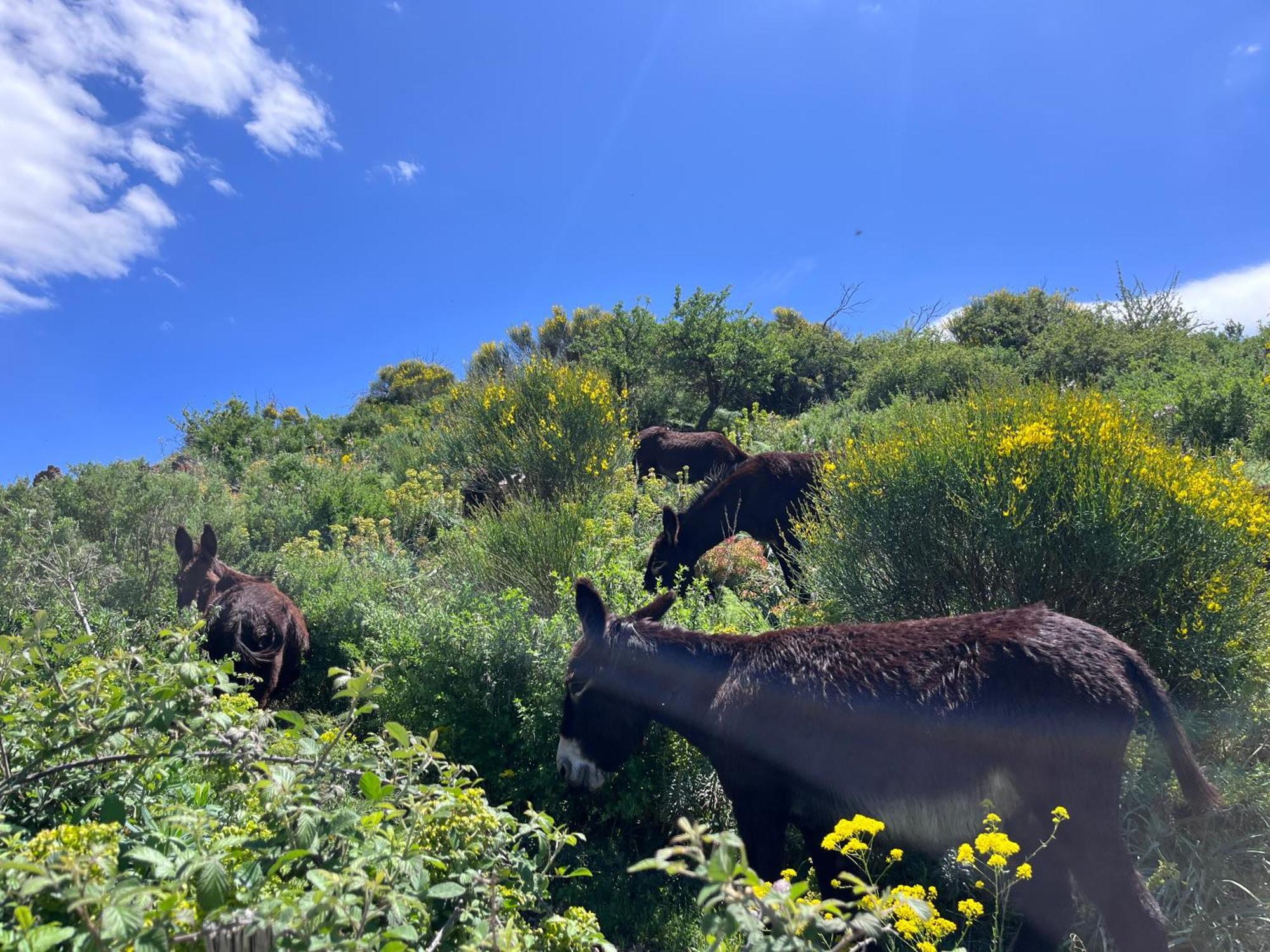 Poggio Roseto Villa Randazzo Kültér fotó
